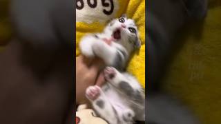 Funny Cute Cats 😺 [upl. by Adigirb]