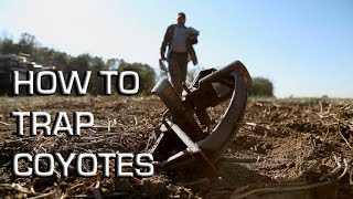 How To Trap Coyotes  Making a Set From Start to Finish [upl. by Leifeste106]