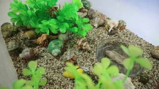 Land Hermit Crab In Plastic Tank Kelomang [upl. by Rosabelle]