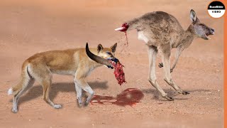 Dingo Dogs Rip a Kangaroo Who Fled Alone [upl. by Woods391]