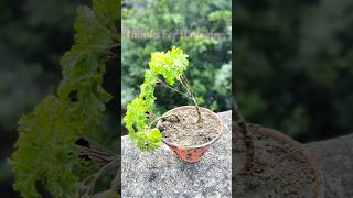 Aralia plant is a beautiful ornamental plantshortsfeed ytshort araliaornamentsistersgardening [upl. by Lev]