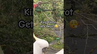 King Parrots Daring Escape 😮‍💨 birds parrot tricks [upl. by Hcire]