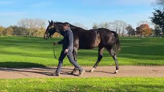 2024 Autumn Sale  lot 657  cN LATROBE x LA QUEST [upl. by Klehm]