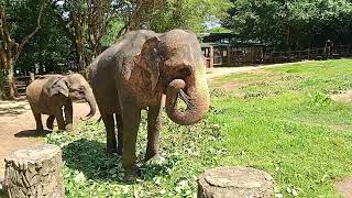 Asia elephant Pinnawala Elephant Orphanage 🇱🇰🇱🇰 elephant come to visit Sri Lankan yanai [upl. by Farrell]