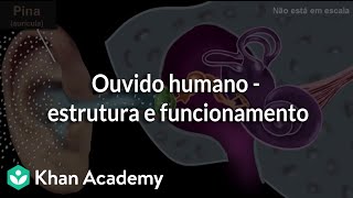 Ouvido humano  estrutura e funcionamento [upl. by Oicram]