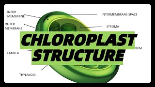 CHLOROPLAST STRUCTURE AND FUNCTION easy explanation stroma thylakoid grana granum [upl. by Spindell]