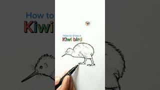 • How to draw a Kiwi bird Shorts [upl. by Aileduab]