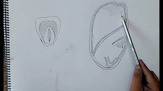 how to draw structure of monocotyledonous seed I morphology of flowering plants I chapter 5 I [upl. by Ahsekan]