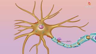 Abnormal misfolded prions  Medical microbiology animations [upl. by Ada]