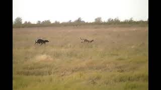 la primera liebre corriendo la final en Tres Algarrobo Osa y Vizcacha ❤️ 2552024 [upl. by Ennaitsirhc719]