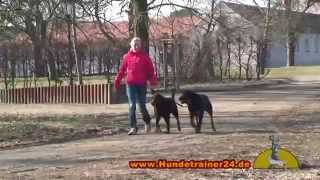 Rottweiler quotForemanquot ausgebildet in der Hundeschule Leipzig [upl. by Ahsienet]