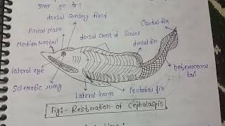 Origin  evolution general Organisation and affinities of ostracoderms  MSc zoology 3rd sem notes [upl. by Snowman838]