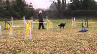 Sienna Alchera  agility  15 11 2011 [upl. by Tranquada804]