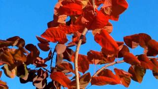 Cotinus Grace [upl. by Anilorak]