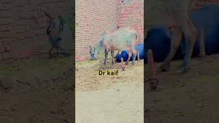 Doing pregnancy test youtubeshorts cow animalfarming insemination cattlefarming [upl. by Arehahs]