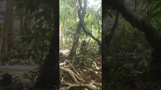 Fruit Monkey monkey hanuman cute shorts animals subscribe shortvideo [upl. by Enitsirhk978]