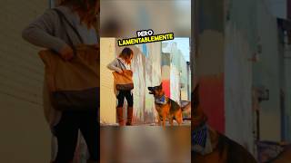 Un heroico pastor alemán salva la vida de una chica en un callejón sin salida 🐶👜🍖 [upl. by Carolle694]