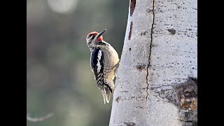 Rednaped Sapsucker 紅頸吸汁啄木 [upl. by Laval534]