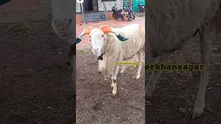 karnataka sheep Yalaga breed amingad animals bakra goat bakra sheep sheepfarming shorts [upl. by Davidde6]