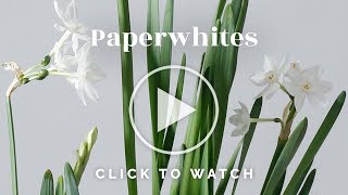 Paperwhites [upl. by Erena]