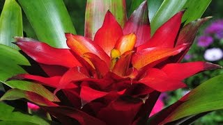 REPOTTING A BROMELIAD PUP [upl. by Iv153]