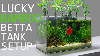 Building a Lucky Bamboo Betta Aquarium [upl. by Canice]