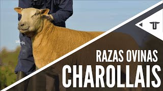 Charollais  Razas ovinas [upl. by Lumbard]