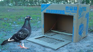 Easy Quick Pigeon Trap Using Cardboard Box [upl. by Sheets]