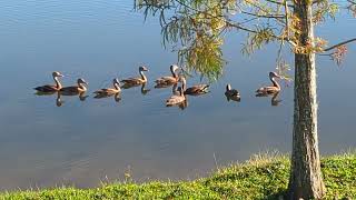 Small Flock of Black Bellied Whistling Ducks Swim in Lake amp Chirp at Solary Park Oviedo Florida [upl. by Monarski]