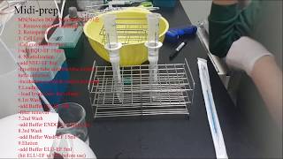 Midiprep step2Plasmid prep [upl. by Alekehs]