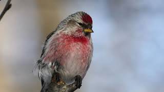 Common Redpoll bird Sound Bird Song Bird Callbird calling Chirps Lissen Bird calling [upl. by Barkley]