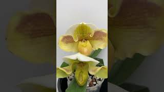 Paphiopedilum Ivory tower [upl. by Aihsak10]