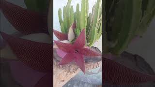 Stapelia suculents plants video garden flowers greenplants [upl. by Kramlich]