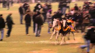 Thrilling stunt  Nihang Sikh warriors performing at Kila Raipur Sports Fest [upl. by Erbes]