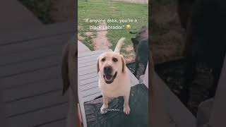 funny Dog compilation pt35 amazingpets dog funnypuppy petvideos funny funnypets puppyvideos [upl. by Linsk313]