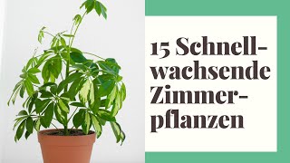 15 Schnellwachsende Zimmerpflanzen für Ihr Zuhause [upl. by Rizika]