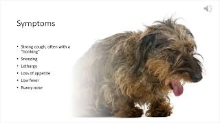 Kennel Cough in Dogs [upl. by Towroy]