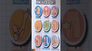 9 types of Pulse Point  bsc nursing students ytshorts youtubeshorts nursing pulse [upl. by Oremar]