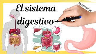 El SISTEMA DIGESTIVO humano [upl. by Namzzaj]