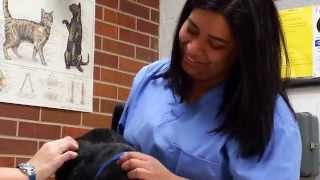 Veterinary Technology Program at TriC [upl. by Dressler]