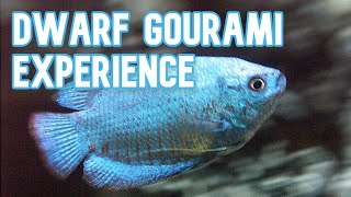 Dwarf Gourami  My Experience Keeping [upl. by Eanar]