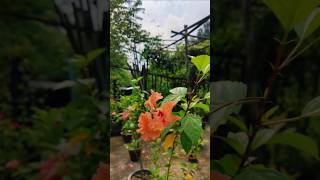 জবা ফুল। rimonsgarden gardenflowers nature shorts gardening flowers jobaful bangladesh [upl. by Zolnay]