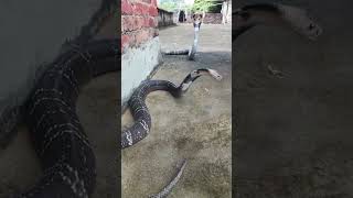 King cobra vs Mulga snake  Battle of the deadly snakes greensnake milksnakes worldsnake easter [upl. by Nimrac]