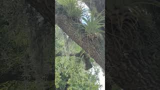 Giant Airplants in Live Oak Tree are Unbelievable amp Water Flows in Culvert on Hammock Mitchell Road [upl. by Eniak913]