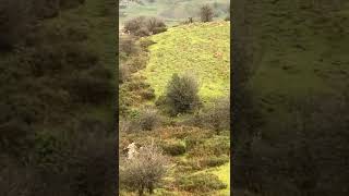 Un lobo junto a la carretera de Los Lagos de Covadonga [upl. by Kristoffer]