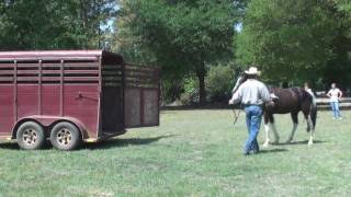 Loading Horse in a Trailer Pt 1 [upl. by Elsie]