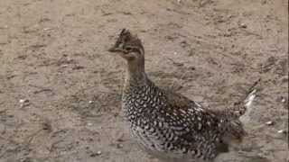 sharp tailed grouse [upl. by Euginimod]