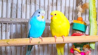 Cute Pet Budgies Chirping 35 Hr Nature Parakeets Bird Sound to Reduce Stress [upl. by Chap]