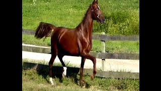 Shes Red Hot  Saddlebred 2 year old Filly [upl. by Etan]