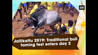 Jallikattu 2019 Traditional bull taming fest enters day 2 [upl. by Bringhurst]